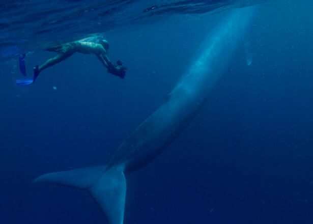 blue - whale - loud - sound - hearing - aids - loss