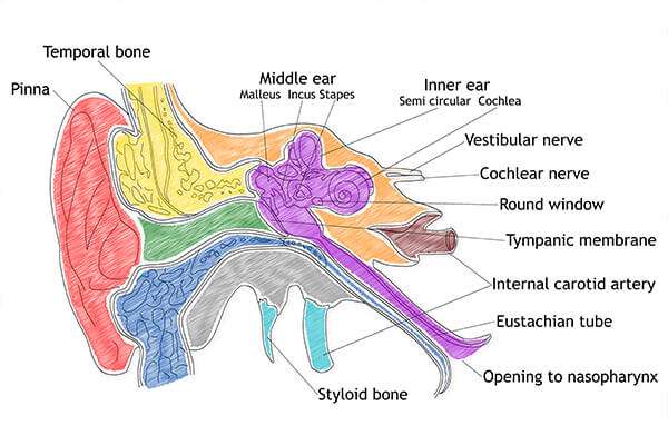 Ear Noises Explained