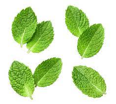 Spearmint to cure hearing loss