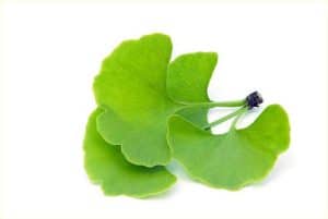 Ginkgo Biloba to Naturally improve Hearing